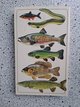 Fresh water fishes of Britain and Europe in Ramstein